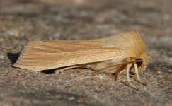 07 Common Wainscot.JPG