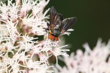 Insect ID_M7A2468.jpg