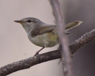 bush warbler 2.jpg