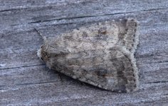 10 Mottled Rustic.JPG