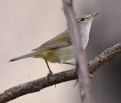 bush warbler 3.jpg