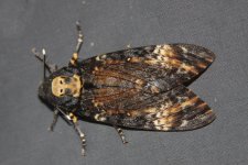 20111015 (1)_Deaths_Head_Hawk-moth.jpg