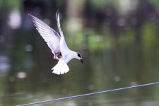 White-Winged Tern (6).jpeg