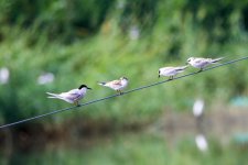 Whiskered Tern & White-Winged Tern.jpeg