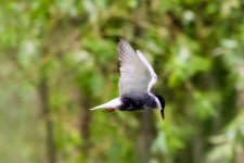 Whiskered Tern (2).jpeg