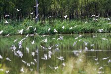 Black-Headed Gull.jpeg