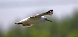 Black-Headed Gull (4).jpeg