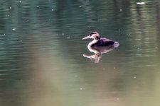 Great Crested Grebe (3).jpeg