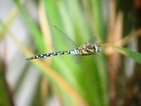 migrant hawker ex IMG_3413 (1000).JPG