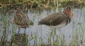 IMG_1136 Greater Painted-snipe @ Mai Po.JPG