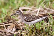 Common Sandpiper.jpeg