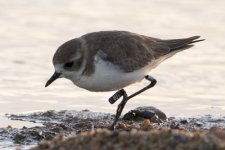 Plover_DSG99402.jpg