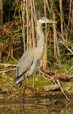 Great Blue Heron (Orangeville Reservoir) 1..jpg