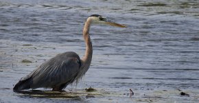 Great Blue Heron (Orangeville Reservoir) 5. .jpg