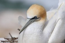 Australasian Gannet nz 1.jpg