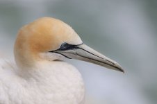 Australasian Gannet nz 2.jpg