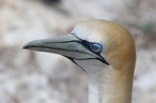 Australasian Gannet nz 3.jpg