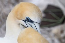 Australasian Gannet nz 4.jpg