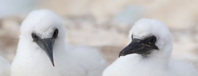 Australasian Gannet nz 5.jpg