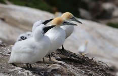 Australasian Gannet nz 7.jpg