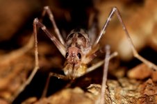 Cave Weta nz 1.jpg