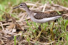 Common Sandpiper (1).jpeg