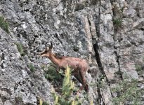 Chamois 1.jpg