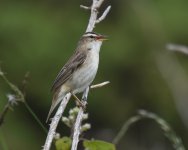 Sedge Warbler_Girdle Ness_010720a.jpg