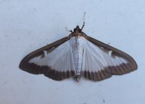 Box moth 2.jpg