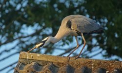 Grey Heron 002.JPG