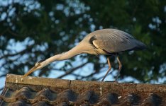 Grey Heron 005.jpg