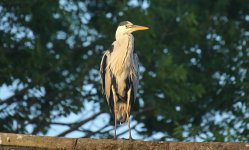 Grey Heron 010.JPG