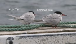 Common&ArcticTerns_28May2019_442lowres.jpg