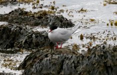 'long-legged'_ArcticTern_Vadso_30May2016_1714.jpg