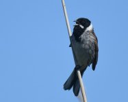 Reed Bunting_Girdle Ness_310520a.jpg