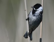 Reed Bunting_Girdle Ness_310520b.jpg