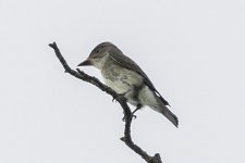 flycatcher1.jpg