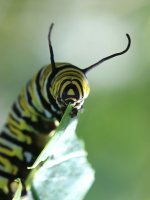 Monarch nz 1.jpg