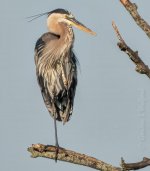 Heron On A Dead Tree_DSCN27726BF.jpg