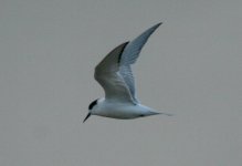 ArcticTern_2cy+_moulting_18July2008_4105.jpg