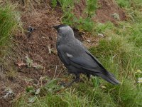 Jackdaw 2 for BirdForum.jpg