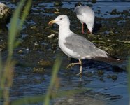 larus_turkey_bf_1.JPG