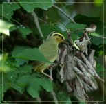 092120Warbler1aWeb.jpg