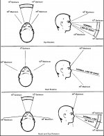 Head and Eye Movements.jpg