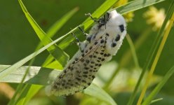 003 Leopard Moth.JPG