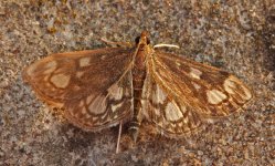 015 Anania coronata.JPG