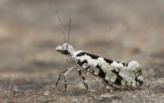 016 Ypsolopha sequella.JPG