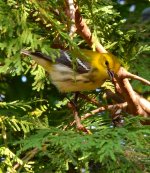 Pine Warbler (Professor's Lake) 1..JPG