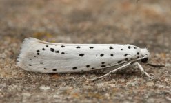 026 Apple Ermine (probably).JPG