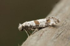 027 Hawthorn Moth.JPG